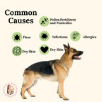 Paw Sanitizer